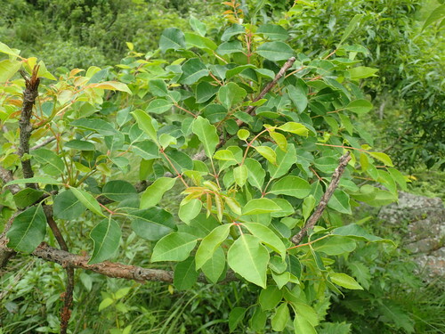 Marula (Sclerocarya birrea)