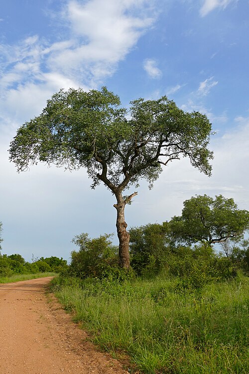 Marula: S139 Road West of Biyamiti, Kruger NP, SOUTH AFRICA