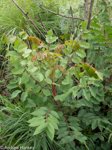 Marula (Sclerocarya birrea)