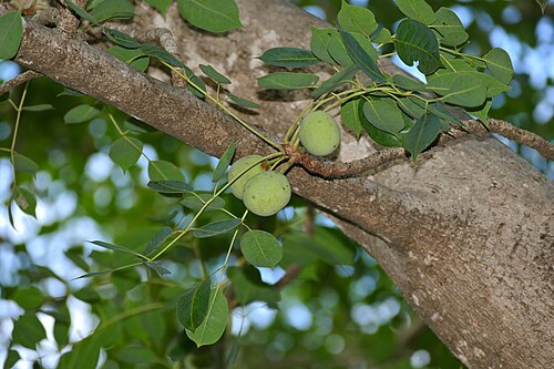 Marula: Berg-en-Dal Camp, Kruger NP, SOUTH AFRICA