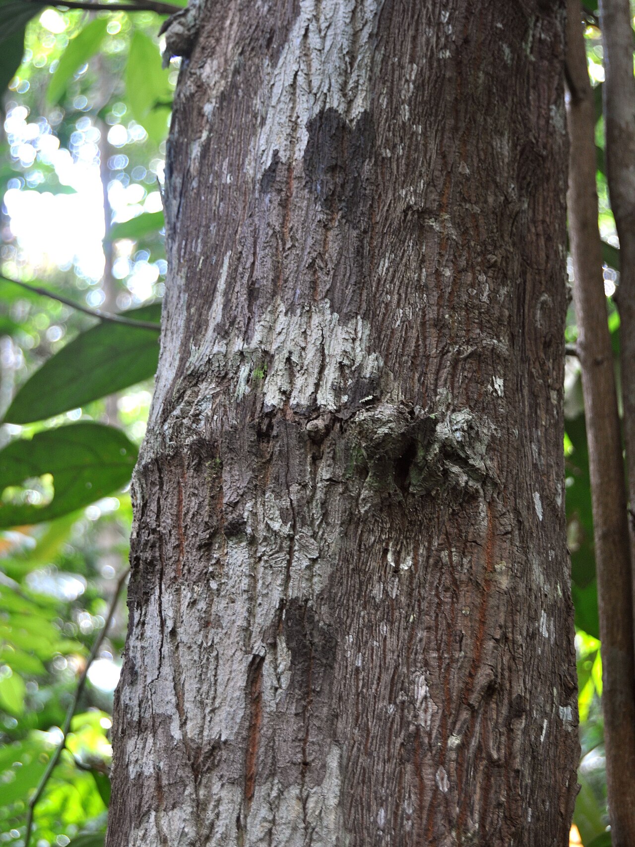 Scorodocarpus borneensis: Scorodocarpus borneensis bark, from Jambi, Sumatra, Indonesia .