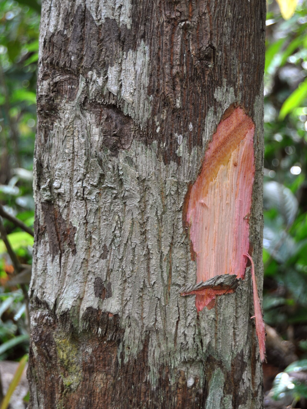Scorodocarpus borneensis: Scorodocarpus borneensis bark, from Jambi, Sumatra, Indonesia .