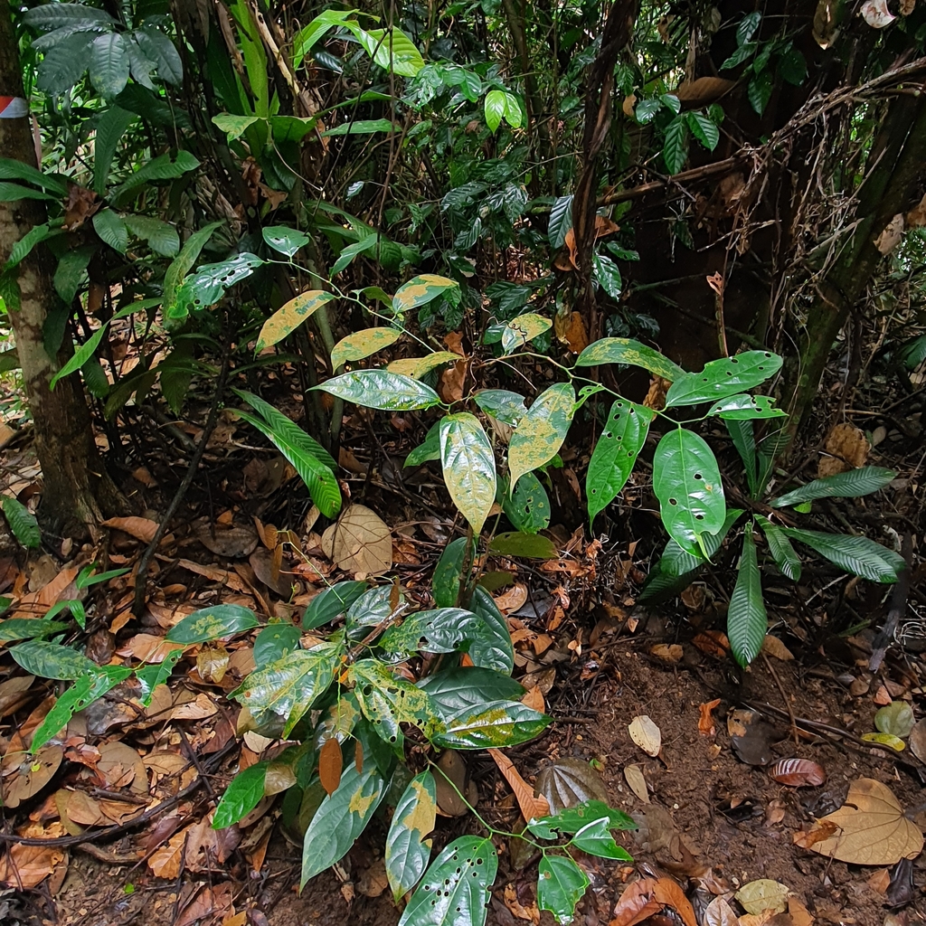 Scorodocarpus borneensis (Scorodocarpus borneensis)