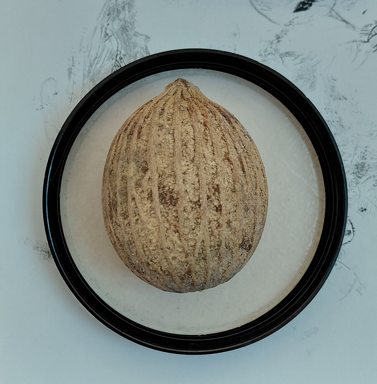 Scorodocarpus borneensis: Fruit of Scorodocarpus borneensis ("kulim").