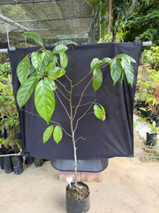 Scorodocarpus borneensis (Scorodocarpus borneensis)