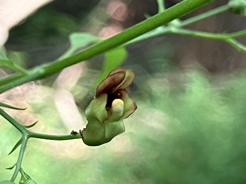 Carpenter's square (Scrophularia marilandica)