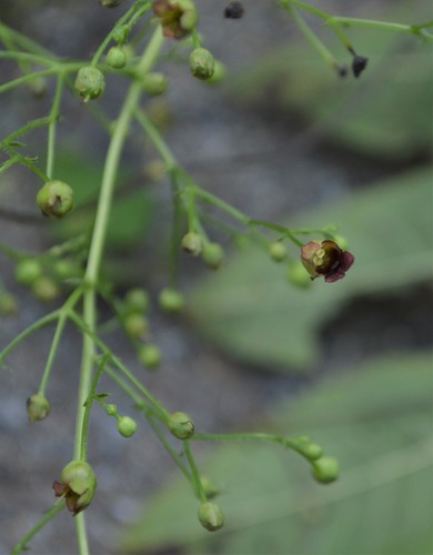 Carpenter's square (Scrophularia marilandica)