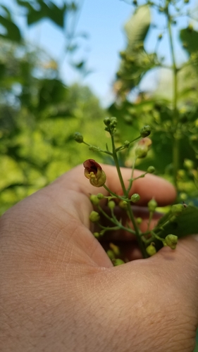 Carpenter's square (Scrophularia marilandica)