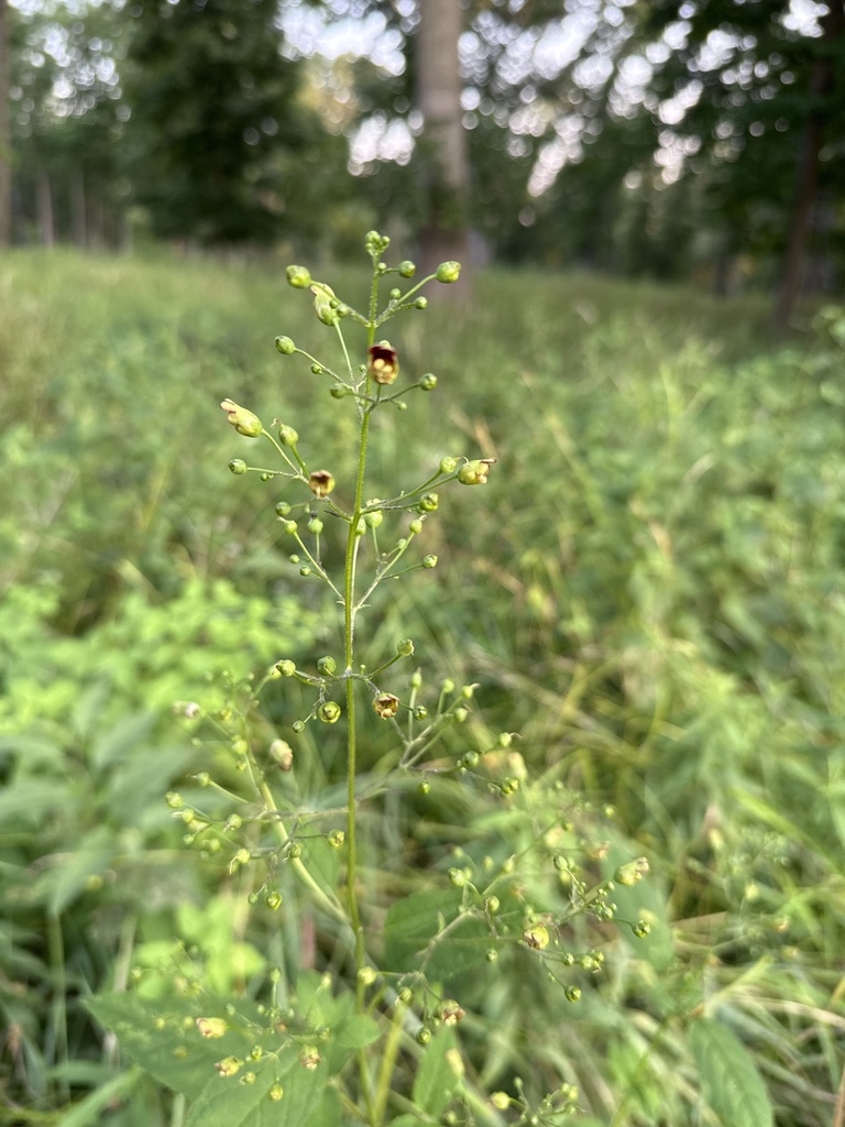 Carpenter's square (Scrophularia marilandica)