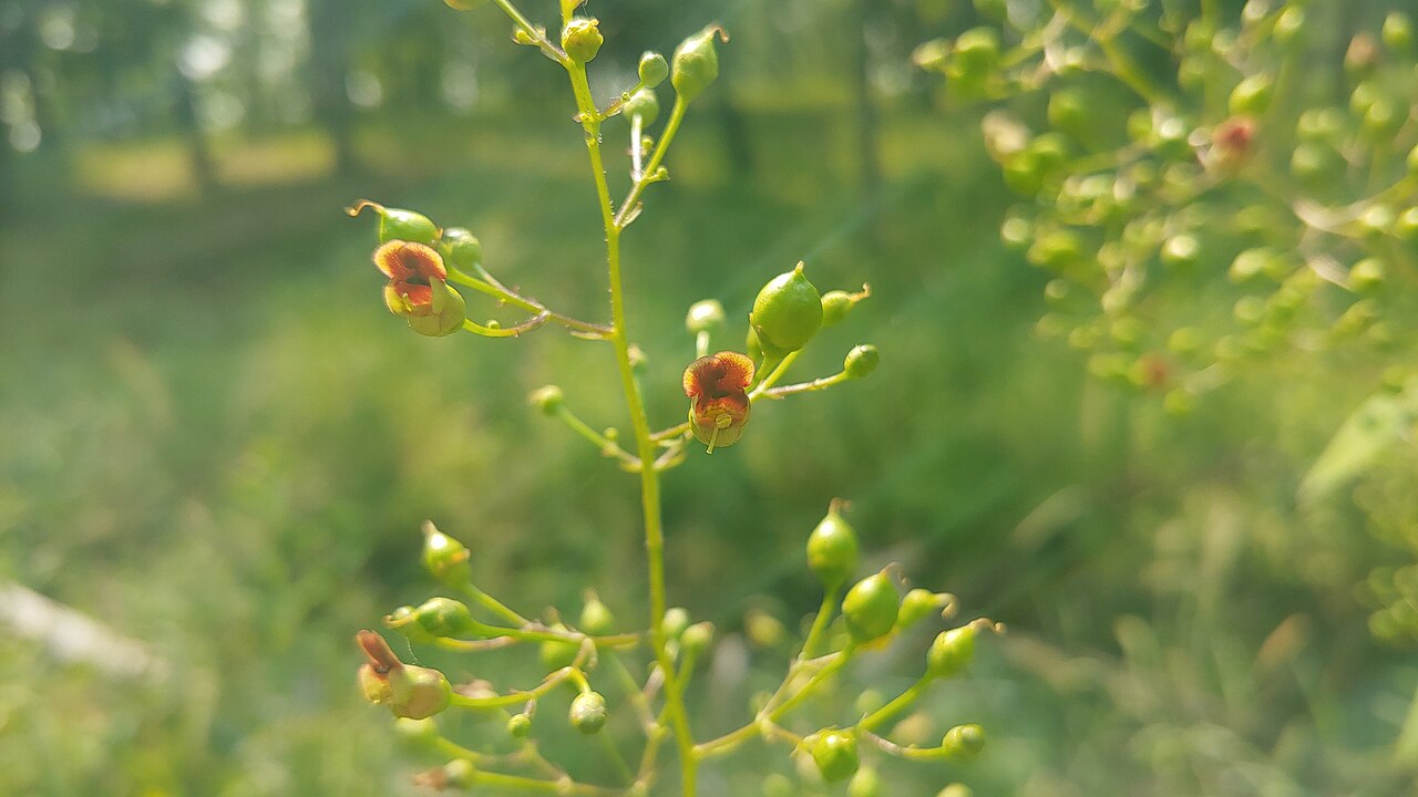 Carpenter's square: late figwort