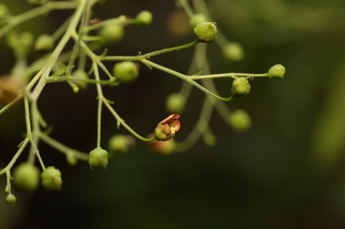 Carpenter's square (Scrophularia marilandica)