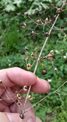 Carpenter's square (Scrophularia marilandica)