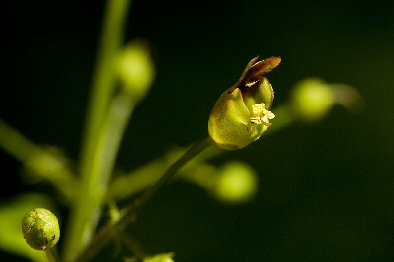Carpenter's square: Scrophularia marilandica , Griffy site of the Indiana University Research & Teaching Preserve, Monroe County, Indiana, 6 Aug 2010. Near the entrance to The Ravi