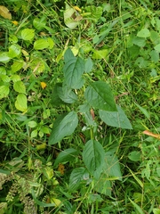 Carpenter's square (Scrophularia marilandica)