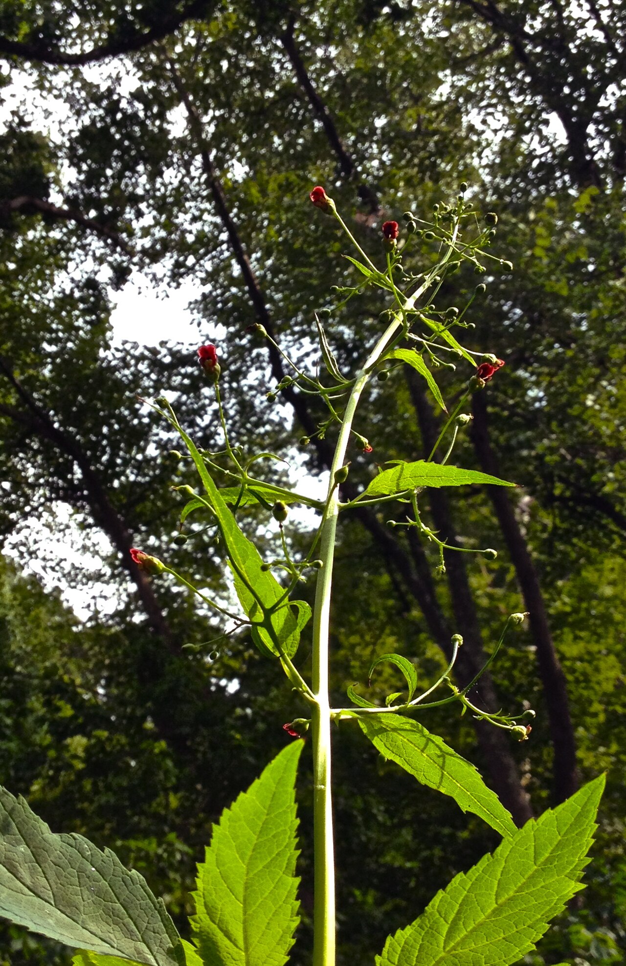 Carpenter's square: Photo of Scrophularia marilandica in flower. This is a native plant growing wild in Scotts Run Nature Preserve, Fairfax county Virginia, USA. This species is a