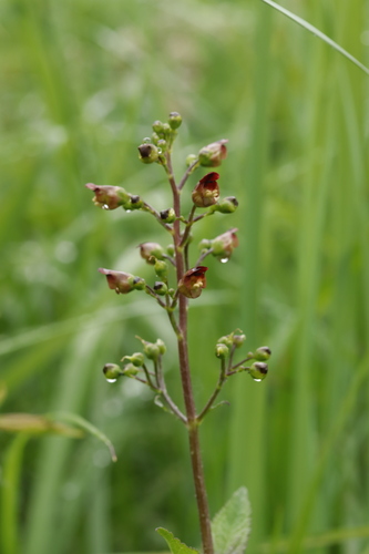Woodland figwort (Scrophularia nodosa)