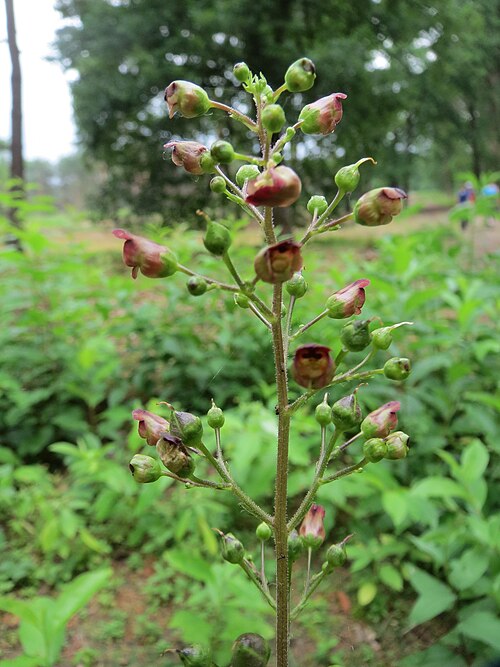 Woodland figwort: Knotige Braunwurz ( Scrophularia nodosa ) im Naturschutzgebiet Hirschacker und Dossenwald