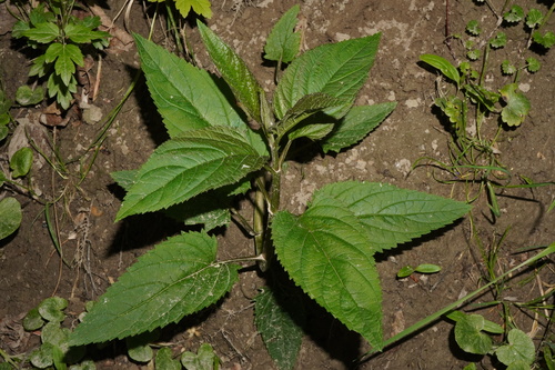Woodland figwort (Scrophularia nodosa)