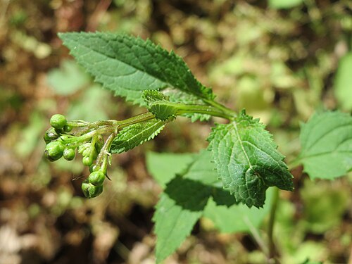Woodland figwort: Knotige Braunwurz ( Scrophularia nodosa ) im Schwetzinger Hardt