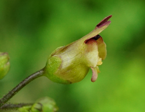 Woodland figwort (Scrophularia nodosa)