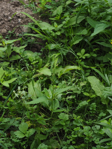 Woodland figwort (Scrophularia nodosa)