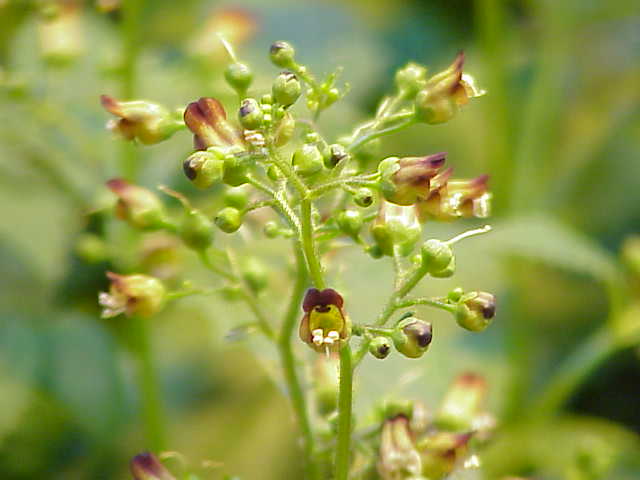 Woodland figwort: Species : Scrophularia nodosa Family : Scrophulariaceae Image No. 9