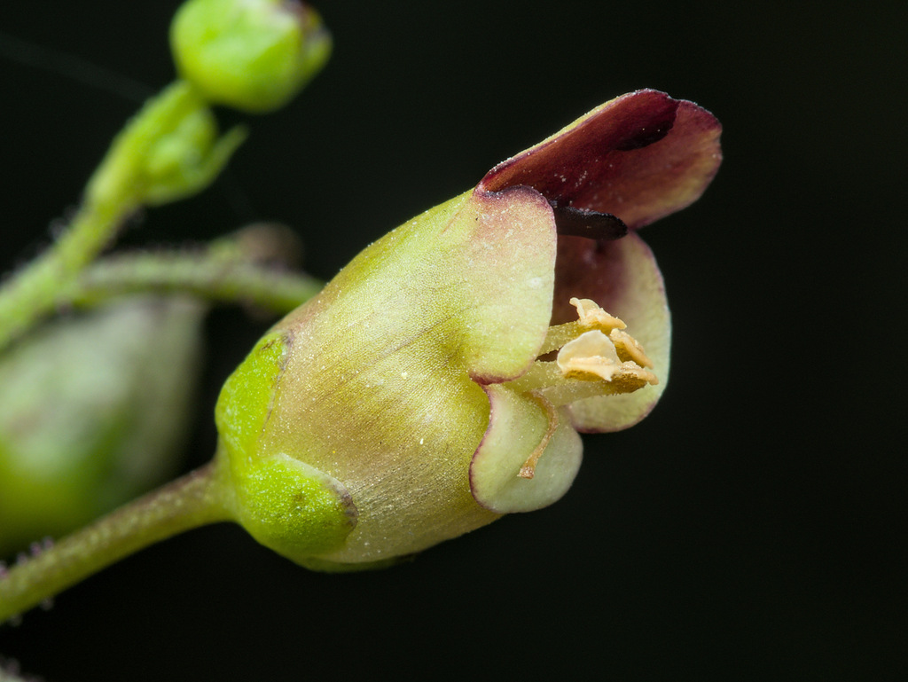 Woodland figwort (Scrophularia nodosa)