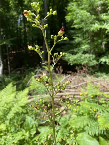 Woodland figwort (Scrophularia nodosa)