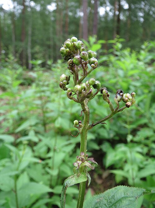 Woodland figwort: Knotige Braunwurz ( Scrophularia nodosa ) im Naturschutzgebiet Hirschacker und Dossenwald