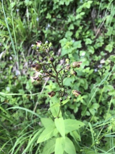 Woodland figwort (Scrophularia nodosa)