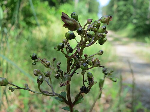 Woodland figwort: Knotige Braunwurz ( Scrophularia nodosa ) im Schwetzinger Hardt