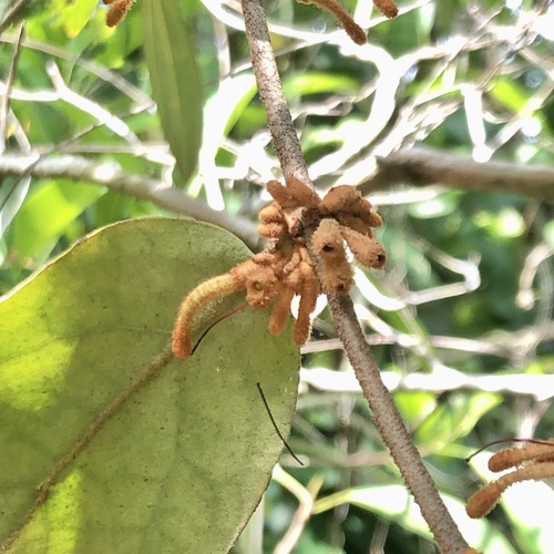 Scurrula ferruginea (Scurrula ferruginea)