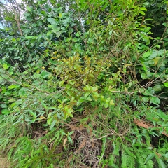 Scurrula ferruginea (Scurrula ferruginea)
