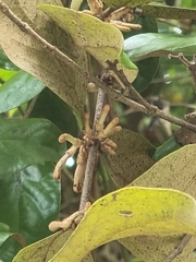 Scurrula ferruginea (Scurrula ferruginea)