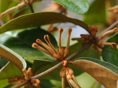 Scurrula ferruginea (Scurrula ferruginea)