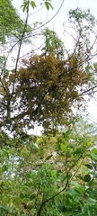 Scurrula ferruginea (Scurrula ferruginea)