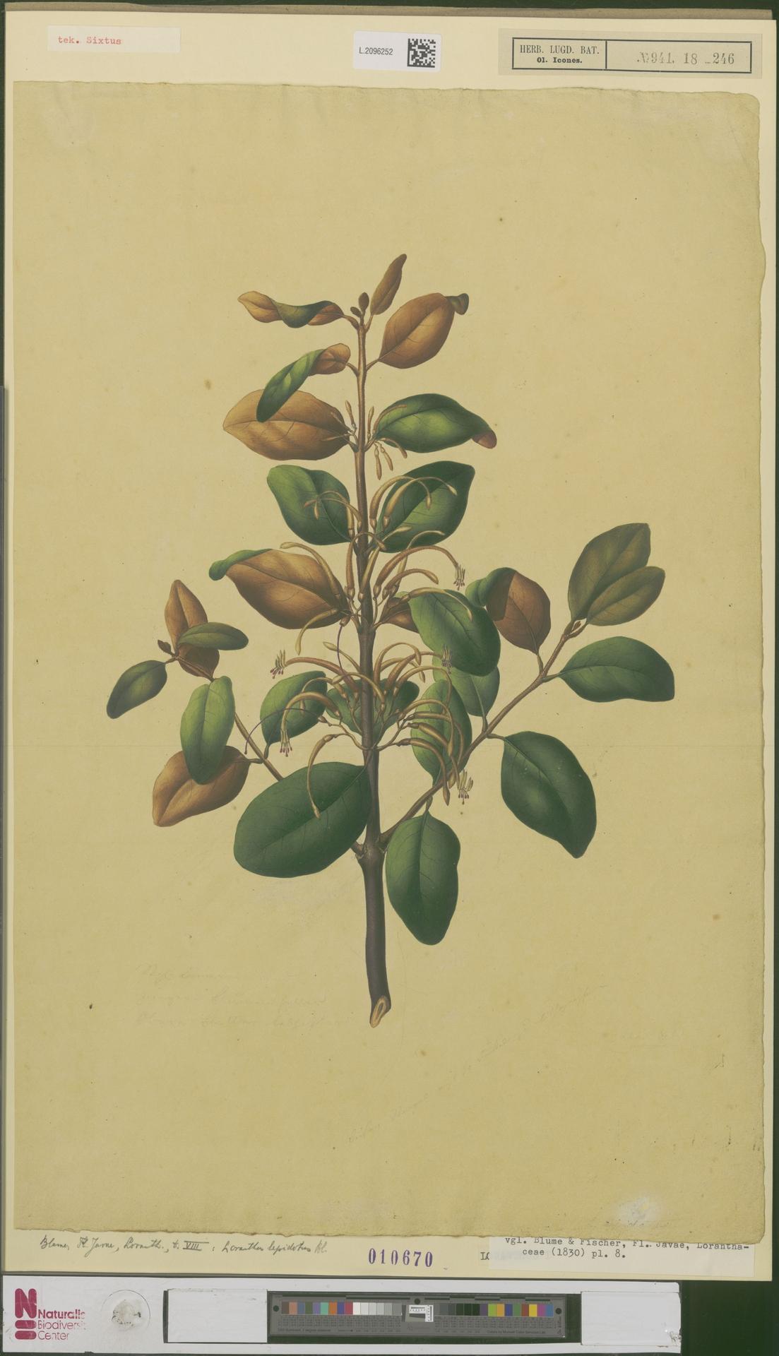 Scurrula lepidota: Scurrula lepidota (Blume) Miquel