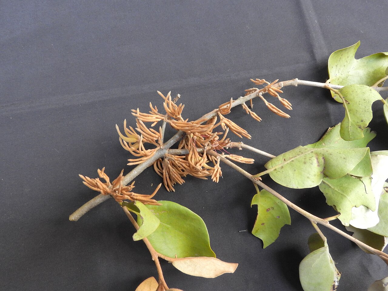 Scurrula parasitica: Loranthaceae-parasitic plant,flowers orange yellow.
