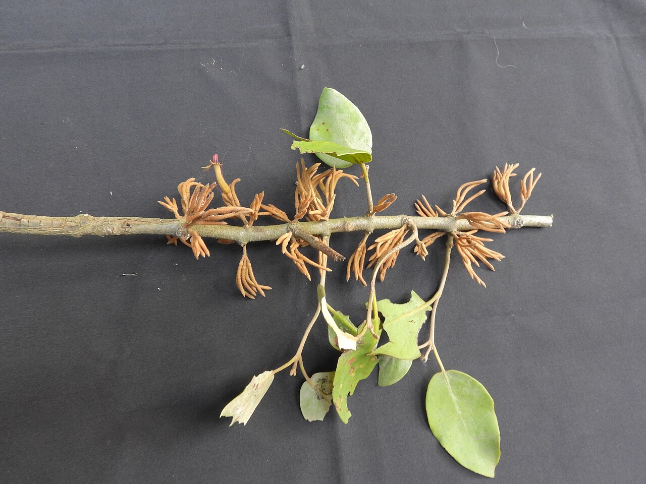 Scurrula parasitica: Loranthaceae-parasitic plant,flowers orange yellow.