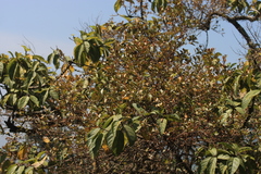 Scurrula parasitica (Scurrula parasitica)