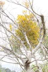 Scurrula parasitica (Scurrula parasitica)