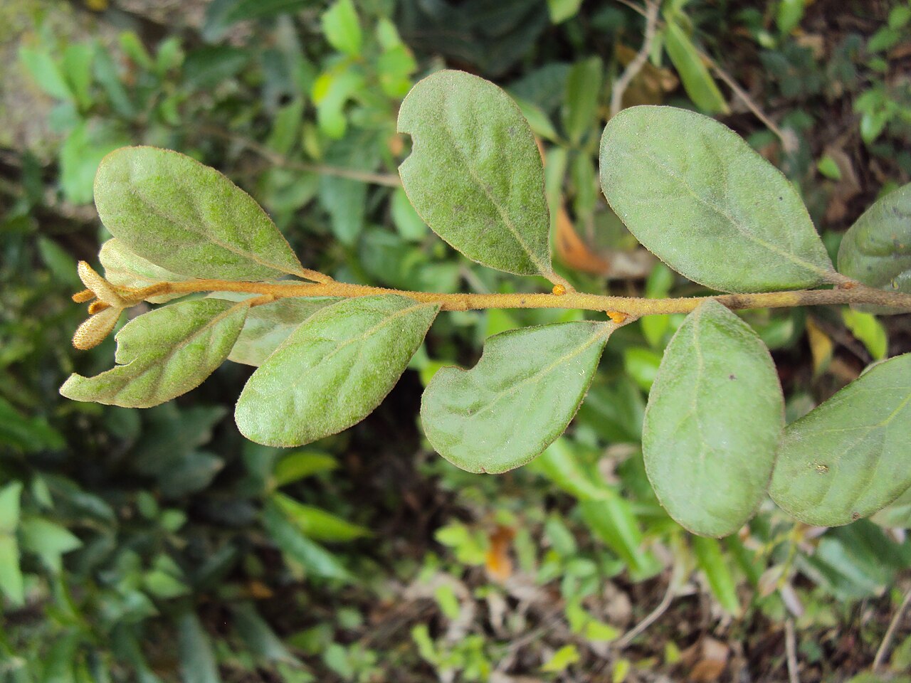 Scurrula parasitica: Scurrula parasitica