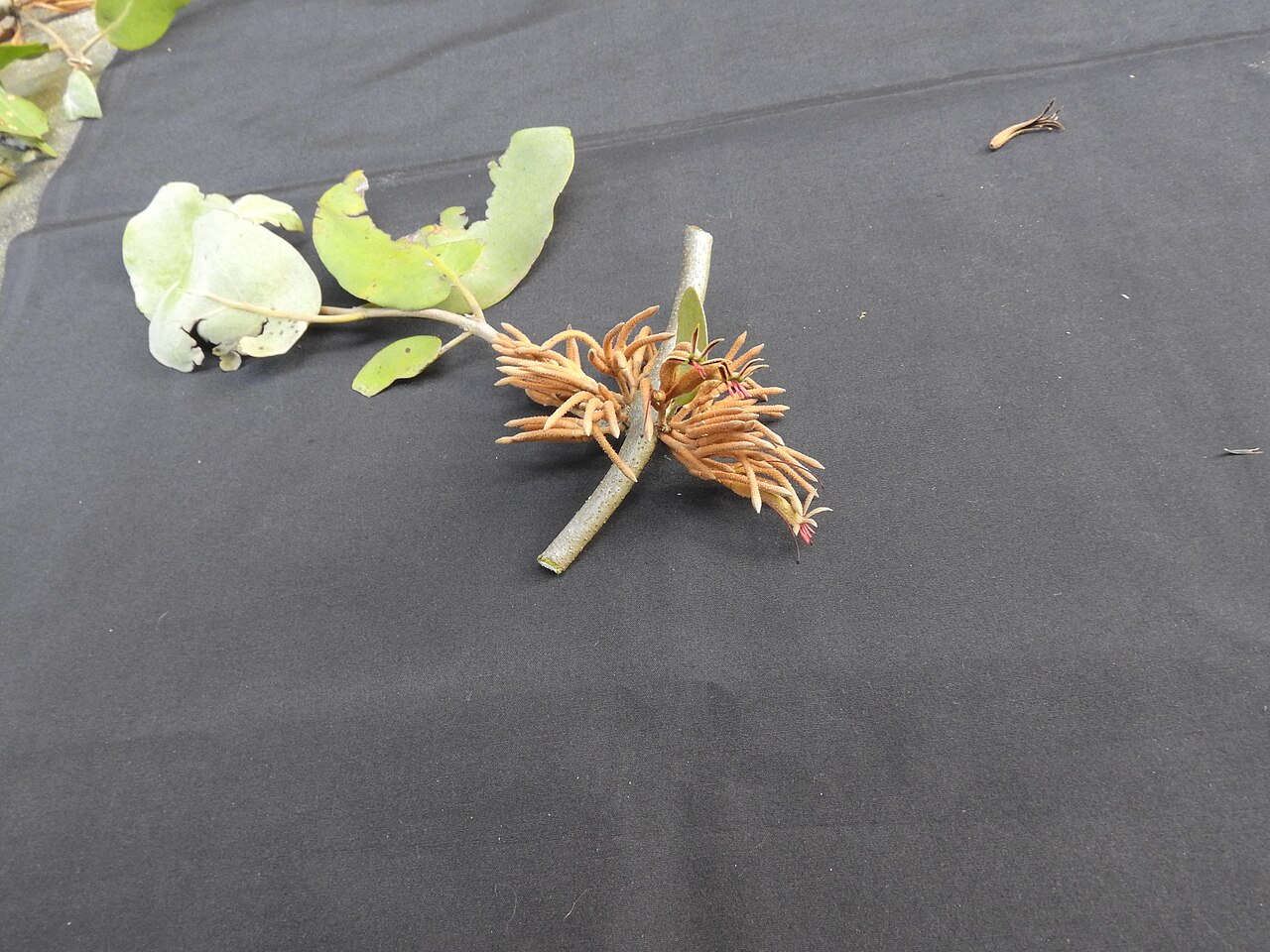 Scurrula parasitica: Loranthaceae-parasitic plant,flowers orange yellow.