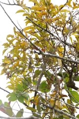 Scurrula parasitica (Scurrula parasitica)