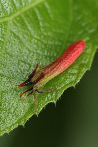 Scurrula parasitica (Scurrula parasitica)