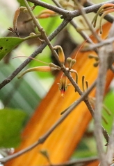 Scurrula parasitica (Scurrula parasitica)