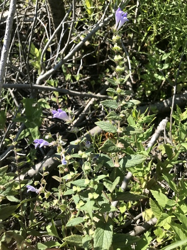 Marsh skullcap (Scutellaria galericulata)