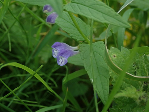 Marsh skullcap (Scutellaria galericulata)