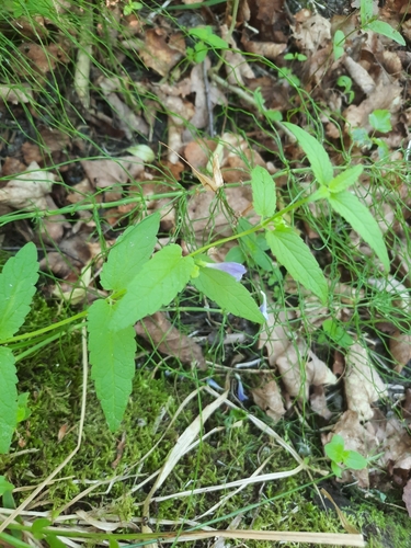 Marsh skullcap (Scutellaria galericulata)