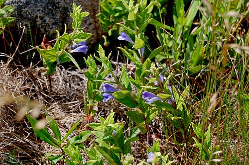 Marsh skullcap: Day 4- Petit Manan